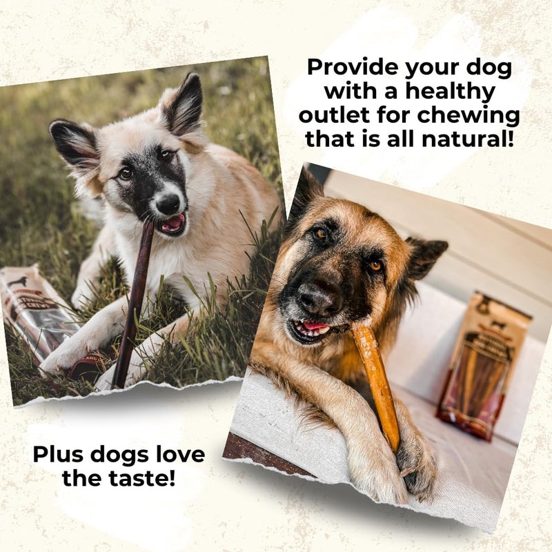Bully Bunches Premium 12 Inch Standard Odor Free Bully Sticks for Small & Medium Dogs - Long Lasting Chews for Oral Care - Rawhide-Free, All Natural Beef Dog Treats, Packaging May Vary (5 Pk) - Image 5